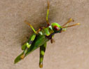 beetle on ocotillo at McCain Spring