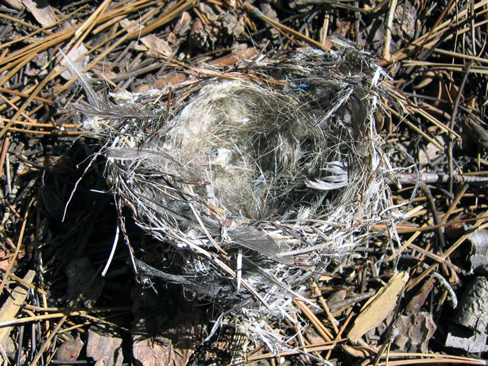 A fallen bird's nest by the side of the trail.