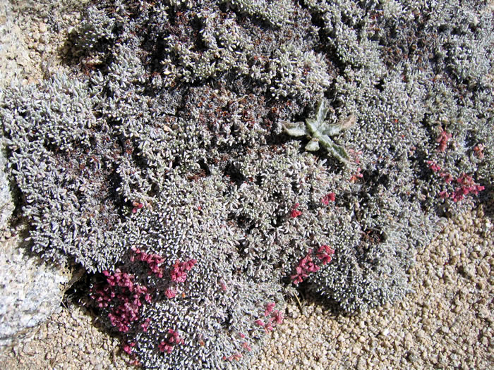 Even above timberline there were lichens and various types of hardy plant life.