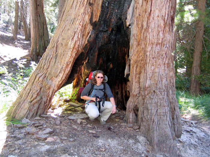 On her last trip up San Gorgonio, Niki had her picture taken in the same tree.  We couldn't resist a repeat.