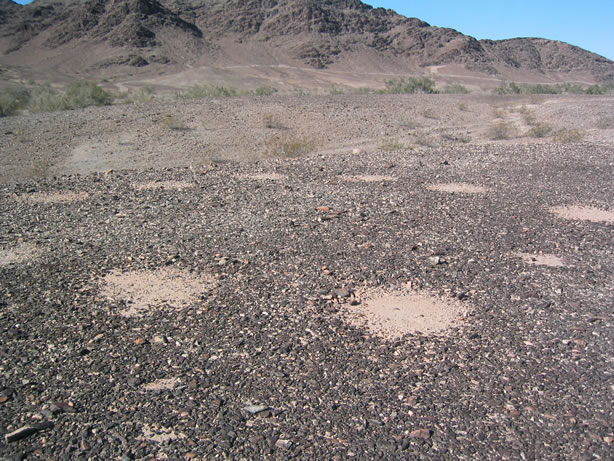 These are thought to be dance circles alongside the trail.