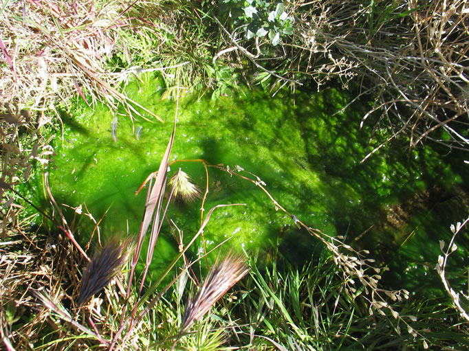 A closer view of a shockingly green slime blob.