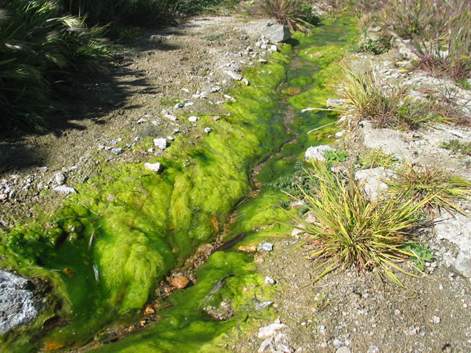 This short walk brings us to an area where the water is forced to the surface to create a miniature oasis complete with an ephemeral stream that soon melts once again into the sand.