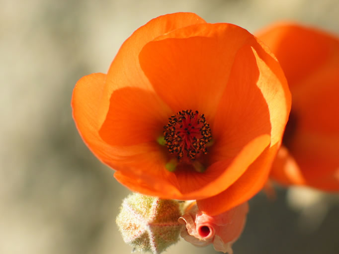 Along the way we spot an early blooming desert globemallow.