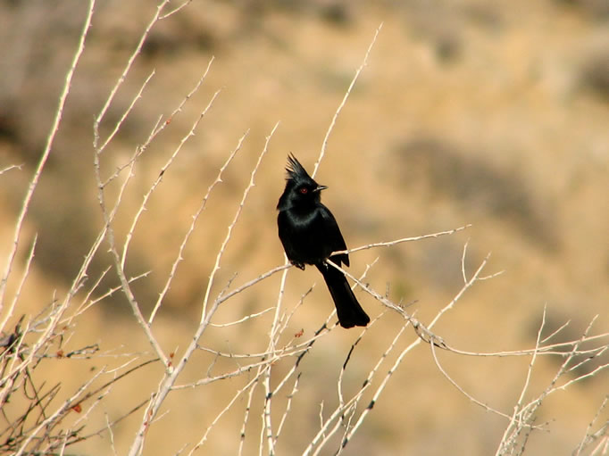 We also gain great admiration for bird photographers as we stalk this lively phainopepla.