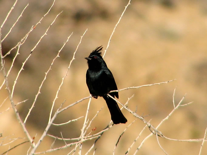 Phainopeplas are largely responsible for the profusion of the desert mistletoe.  They eat the berries, and then the sticky seeds in the bird's droppings adhere to tree branches and start a new desert mistletoe colony.