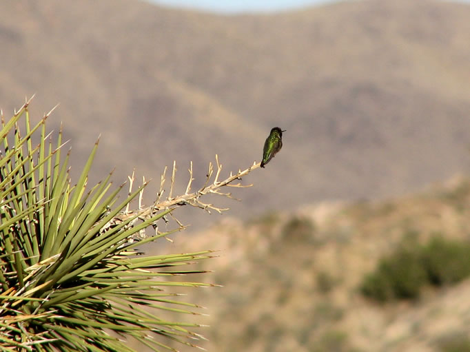 An iridescent green hummingbird enjoys the profusion of nectar and small insects.