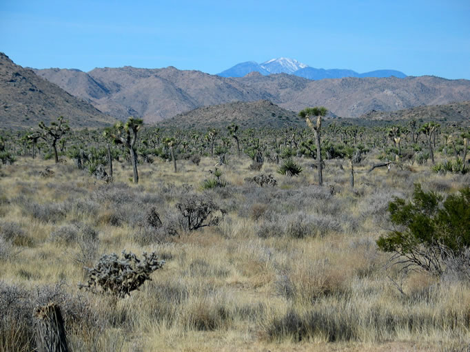 We get our first look at our destination, the low unassuming hill beneath the snow capped crown of Mt. San Gorgonio.