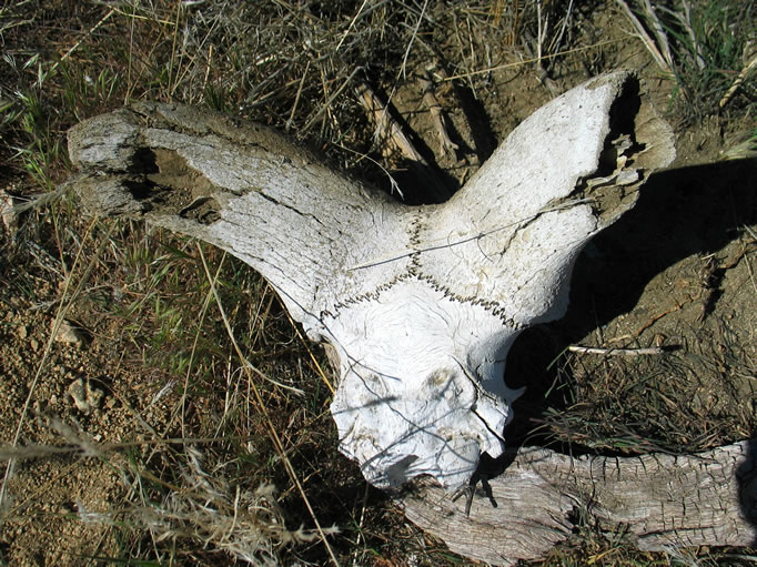 Leaving Sam's Rocks, we head for what we hope will be another cabin site.  On the way we find a worn partial bighorn skull in a wash.