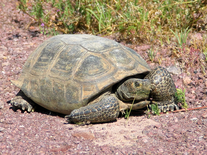 He seemed to like us, and showed us the way by pointing with the straw in his mouth.