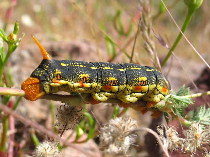 White-lined Sphinx Moth caterpillar