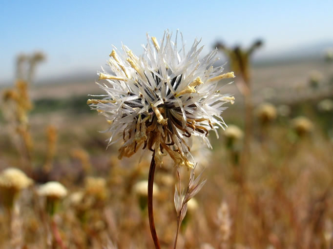 silverpuff