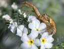 spider on flowers