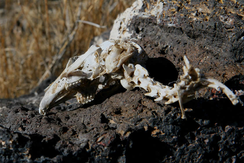 Here's a look at the teeth and the bottom portion of the skull.