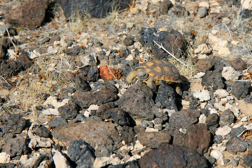 Just as we turn to leave we notice something moving on the desert floor.