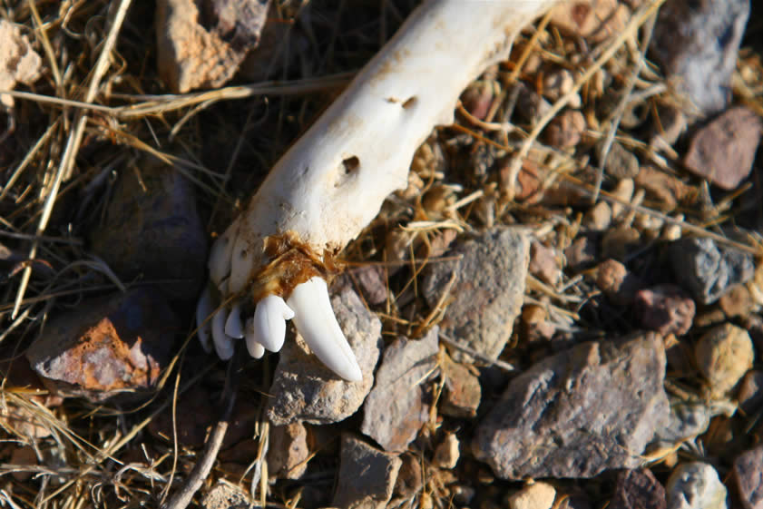 A closer look at those teeth!