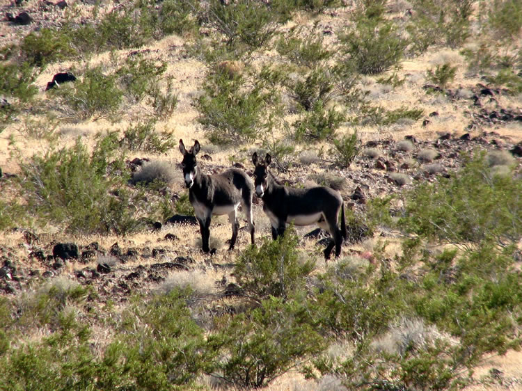 Not many people get out this way.  These burros stared at us as if we were out of our minds.