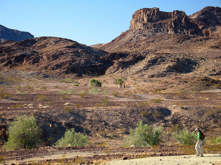 Our first view of Clapp Spring is of the tops of the California fan palms near the permanent water hole.