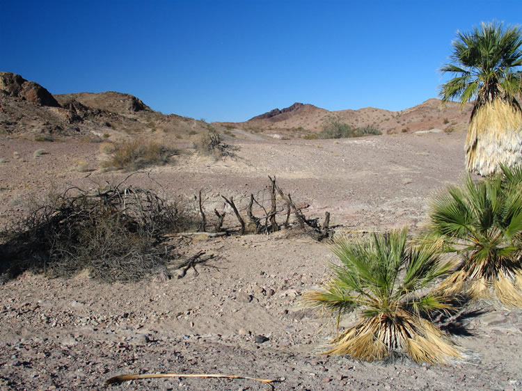 In the early 1940's a Blythe area cowboy constructed a makeshift corral at the spring out of ironwood posts and barbed wire.  He was able to catch many of the wild horses as well as burros.  It appears that these are the partial remains of that corral.