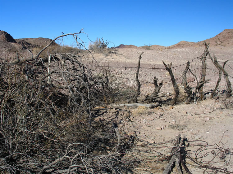 A closer look.  The last sighting of wild horses at Clapp Spring was in the 1980's.  The burro's, however, still frequent the spring to this day.