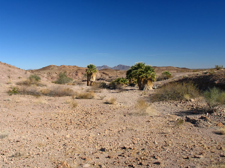 We decide to take a look at the hills and canyon to the south of the spring.  This view is looking back toward the spring as we leave.