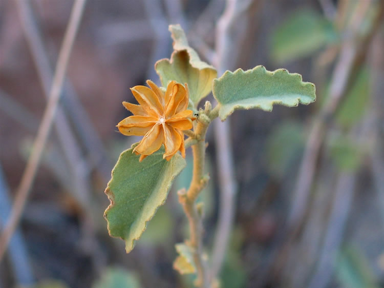 OK all you botanists, we need your help!  This flower is a new one for us.  It was on a small shrub in the wash below the shelters.  Give us a shout if you can identify it!