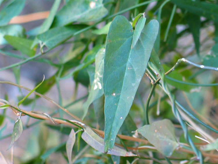 Here's another chance for you botanists to help us out with an identification!  Any ideas?