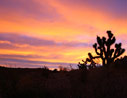 Joshua tree at sunrise