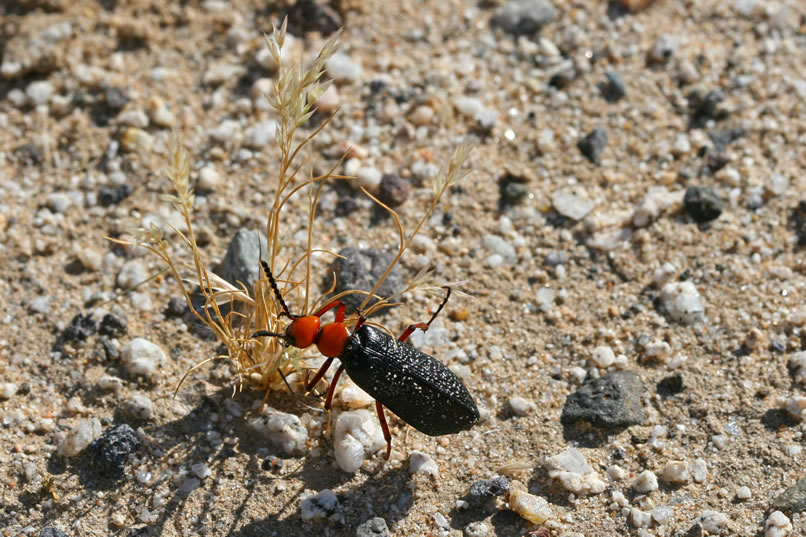 Lytta Magister is a large and striking blister beetle that's a common visitor to the Mojave Desert in the spring where it feeds on various plants including brittlebush.