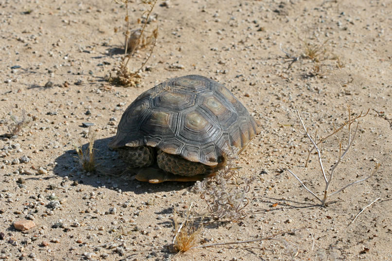 We're pleasantly surprised to run across a desert tortoise in this rather barren area.