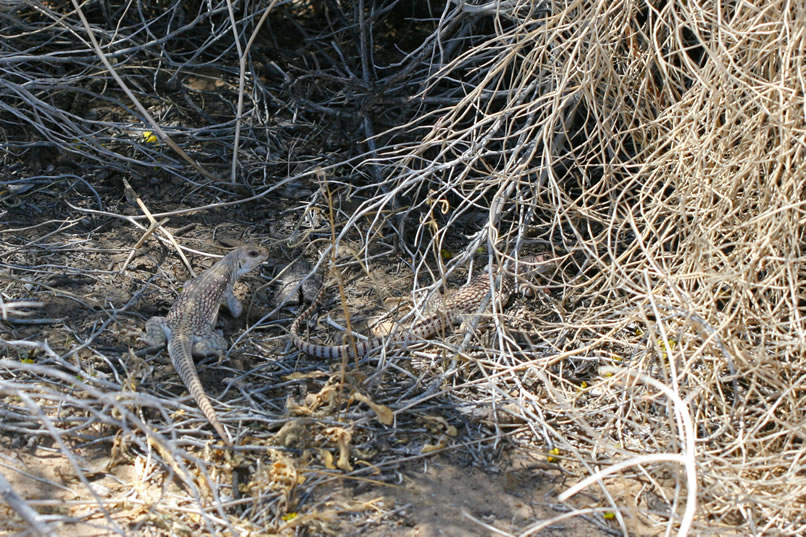 Two more desert iguanas enjoy a bit of shade.