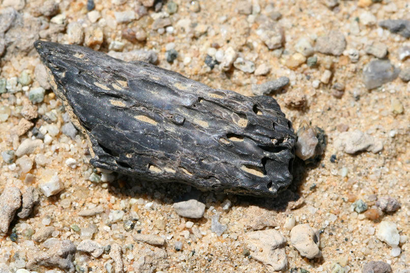 dark fossil bone fragment