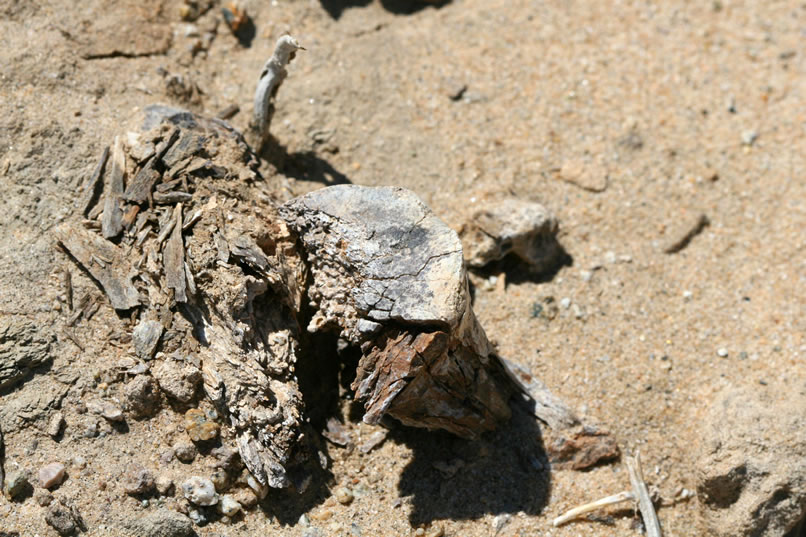 Here are some splintered fossil bone remains.