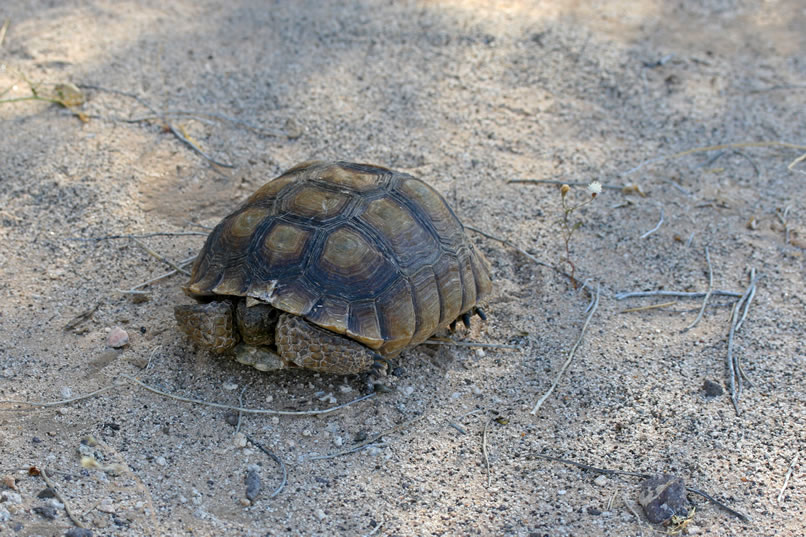 She also comes upon a pretty scruffy looking desert tortoise.