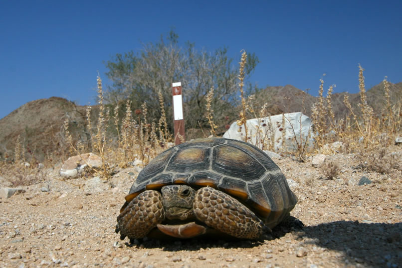 On our way down the power line road, we spot yet another desert tortoise.  Mohave, who's blanketed by our dust cloud, is warned via radio that there's a tortoise in the road and we all stop to check it out.