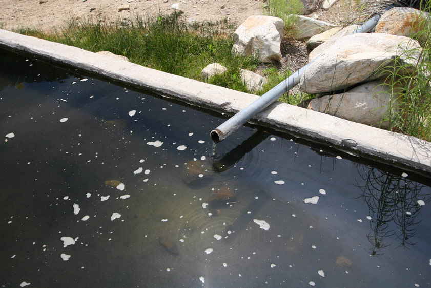 The pipes to the tanks run directly from the mound where the spring is located.  There are plenty of birds, dragonflies and damselflies and lots of other insect life around.