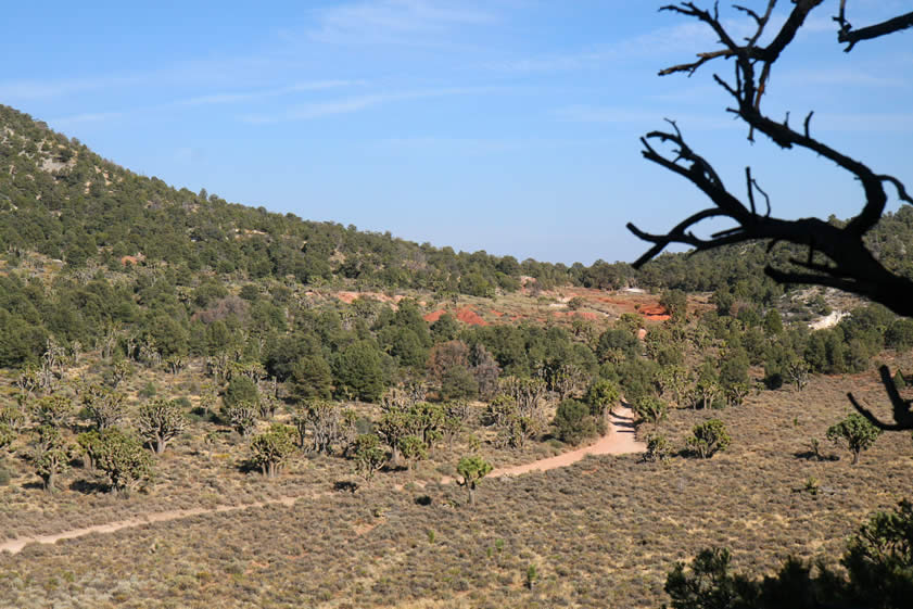 This view looks back at the reddish tailings from the Rose Mine.  Also, you can clearly see the Joshua trees mingled with the pines here.