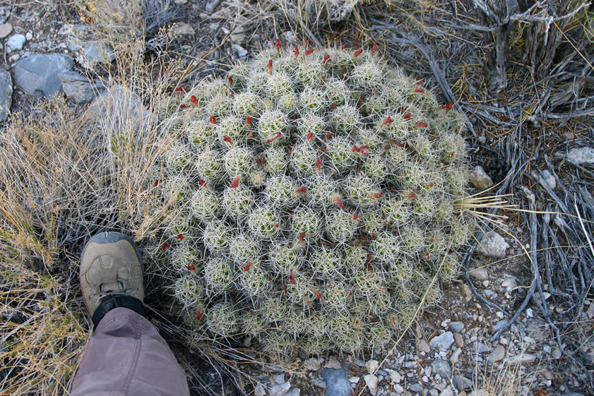 And sometimes some interesting specimens such as this polychephalus, or many-headed, cactus turn up!