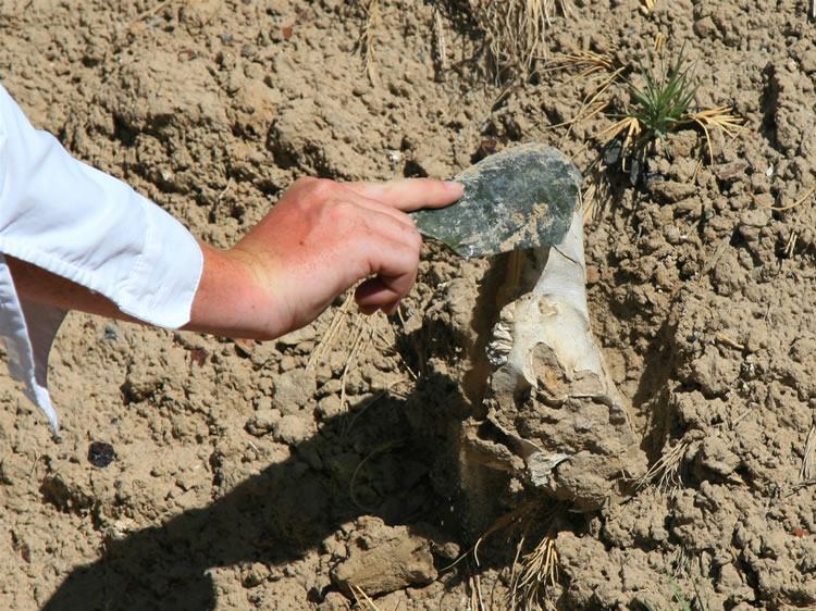 Niki unearths what appears to be the skull of a young cow.  We're not real good with skull identification!