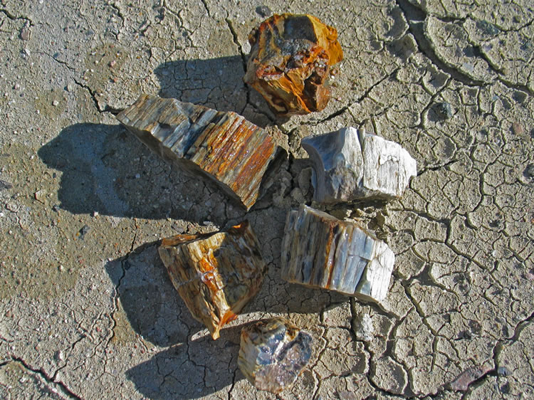 After clambering up and down the slopes of the chocolate hills, we take a few photos of some representative pieces of the petrified wood that we found there.