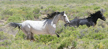 wild horses