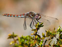 dragonfly on creosote bush