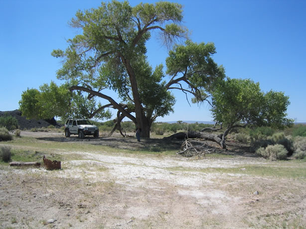 The old tree with part of the slag heap in the background.