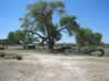 The old tree with part of the slag heap in the background. (82kb)