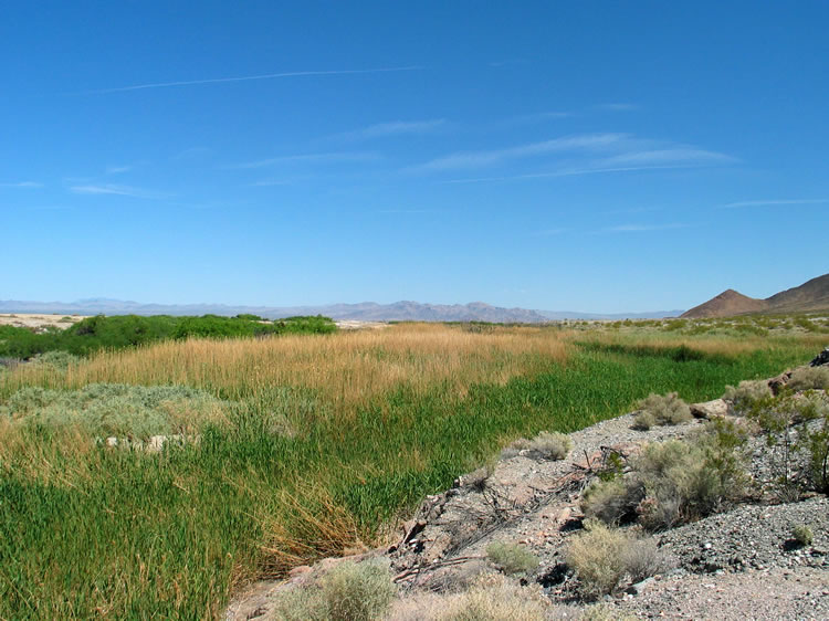 We take a last look at the spring area before heading over toward Tecopa and the incredible date shakes at China Ranch.  We could really use one right now!
