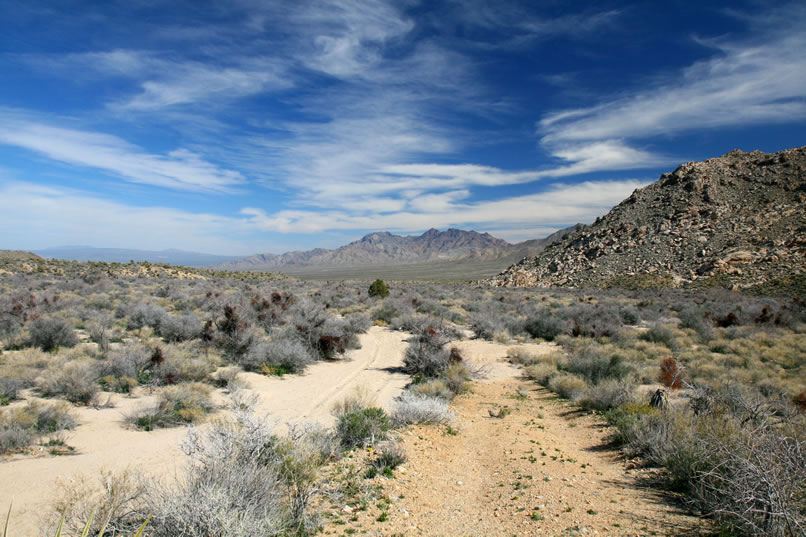 Here's a view looking back down the wash toward where we started.  The Providence Mountains can be seen in the background.