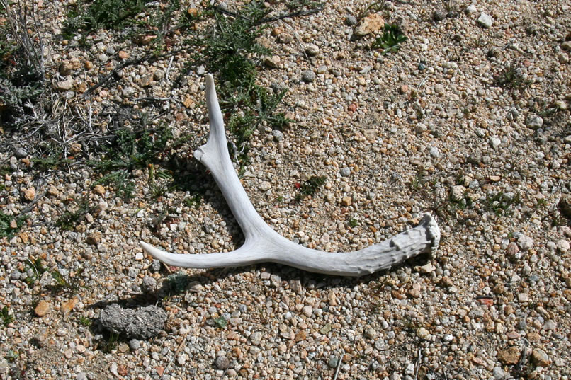 After a bit we come upon an antler.  This is pretty neat!  As we continue on and chat about the odds of finding it, we find another one!  Here's a photo of the first one.
