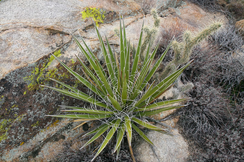 A bit of local vegetation.