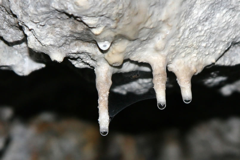 If you look really carefully, you can just make out the thin veil of a web that's strung between the two stalactites on the left.  If you look up near the roof of the tunnel you can even see the spider that made it!  We bet that it doesn't get much business down here!  We turn around at this point due to the standing water and mud on the tunnel floor.