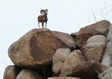 bighorn sheep